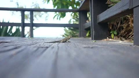 Green lizard Iguana sunbathing on a rock in front of Caribbean sea at Tulum in Stock Footage 166343169