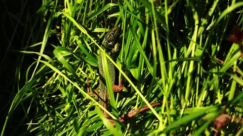 Green lizard (Lacerta bilineata) in the grass. Stock Footage 107865460
