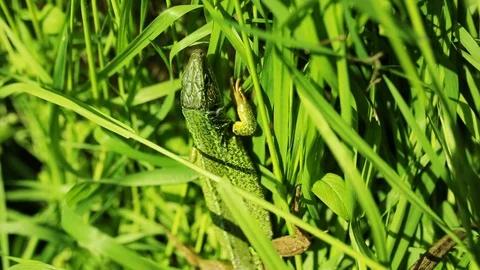 Green lizard (Lacerta bilineata) in the grass. Stock Footage 107865474