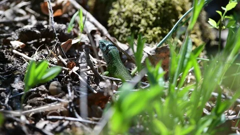 Green lizard, lacerta viridis in the austrian national park thayatal Stock Footage 128951073