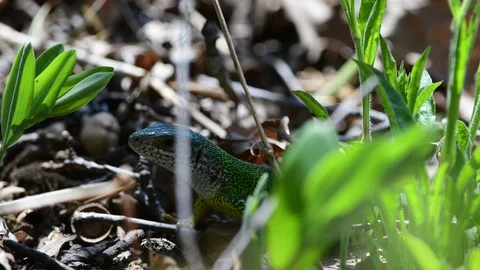 Green lizard, lacerta viridis in the austrian national park thayatal Stock Footage 128951169