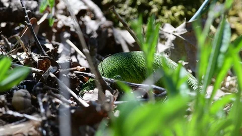 Green lizard, lacerta viridis in the austrian national park thayatal Stock Footage 128951244