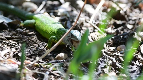 Green lizard, lacerta viridis in the austrian national park thayatal Stock Footage 128951485