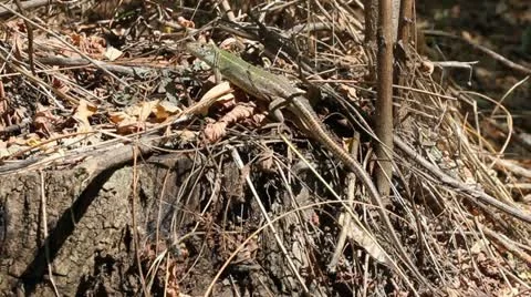 Green Lizard, Lacerta viridis Video stock 12082247