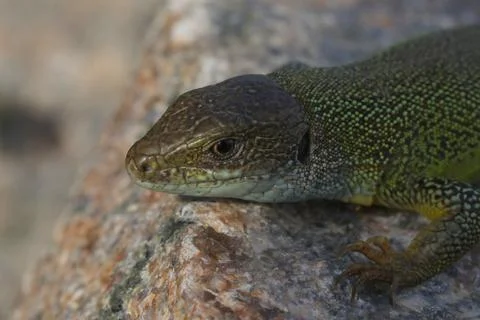Green lizard lacerta viridis Stock Photos