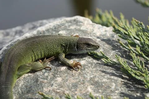 Green lizard lacerta viridis Stock Photos