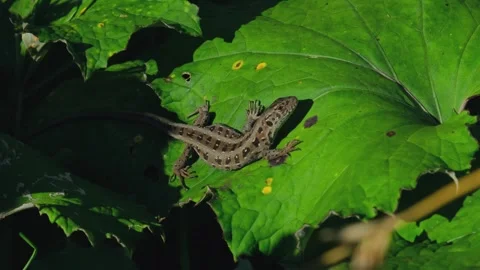 Green lizard on the leaf. Small grass wild lizard surrounded with green leaves Stock Footage 254485304