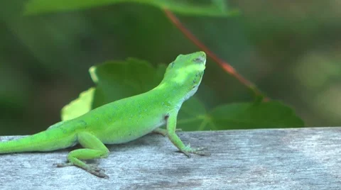 Green lizard leaping Video stock 8691810