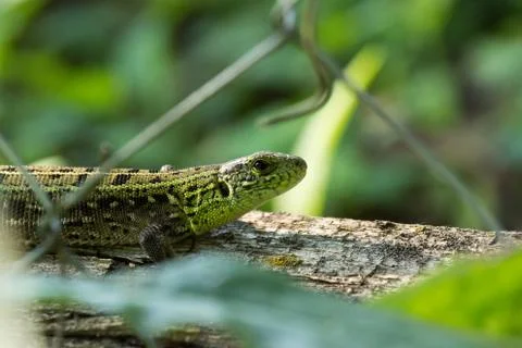 Green lizard on a log Stock Photos