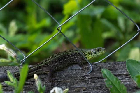 Green lizard on a log Stock Photos