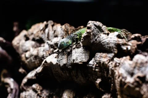 Green lizard long tail standing on a piece of wood dof sharp focus space for  Stock Photos