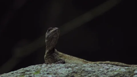 Green lizard looking around 動画素材 75165751