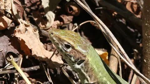 Green Lizard macro, Lacerta viridis Video stock 12082187