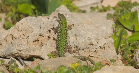 GREEN LIZARD IN MALTA Stock Footage 134832681