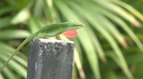 Green Lizard Mating Display Stock Footage 63619872