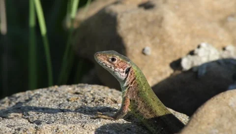 Green Lizard moving head, Lacerta viridis 動画素材 8564400