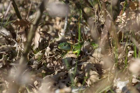 Green lizard on oak forest 스톡 사진