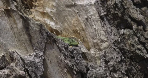 Green lizard in an old tree, 4K slomo Stock Footage 194037246