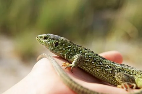 Green lizard on a palm Stock Photos