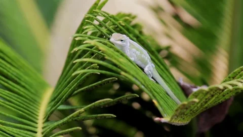 Green lizard on a palm tree. Stock Footage 75843366