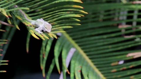Green Lizard on a palm tree leaf. Stock Footage 75843348