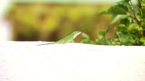Green lizard on parapet Stock Footage 54592652