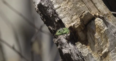 Green lizard peeks out from the tree, 4K slomo Stock Footage 194027204