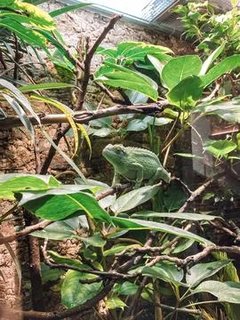 Green lizard is perched on a leafy branch Stock Photos