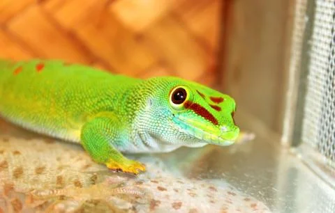 Green lizard Stock Photos