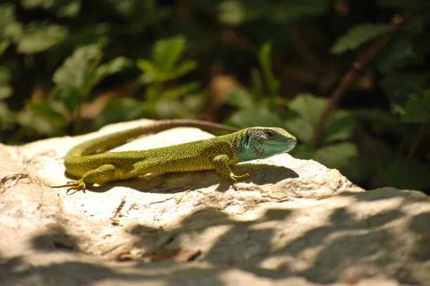 Green lizard Stock Photos