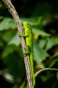 Green lizard Stock Photos