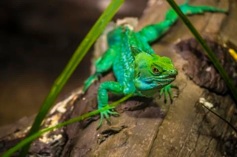 Green lizard Stock Photos