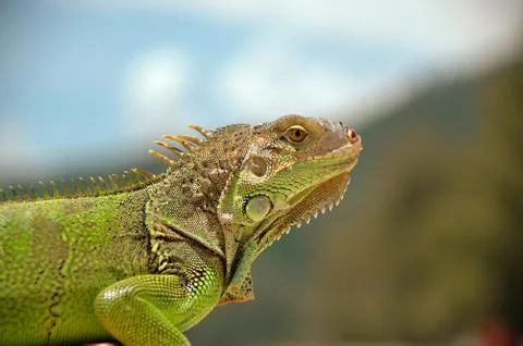 Green lizard Stock Photos