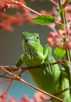 Green lizard Stock Photos