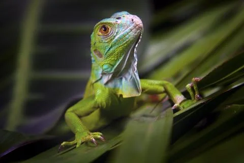 Green Lizard Stock Photos