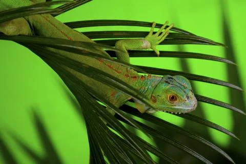 Green Lizard Stock Photos