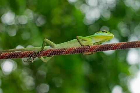 Green Lizard Photos