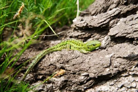Green lizard Stock-Fotos