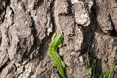 Green lizard Stock Photos