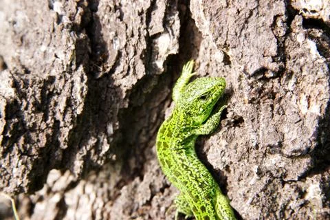 Green lizard Stock Photos