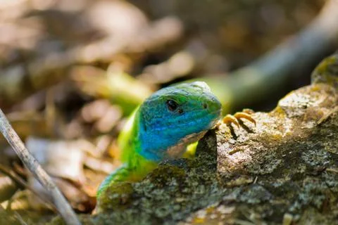 Green lizard Stock Photos