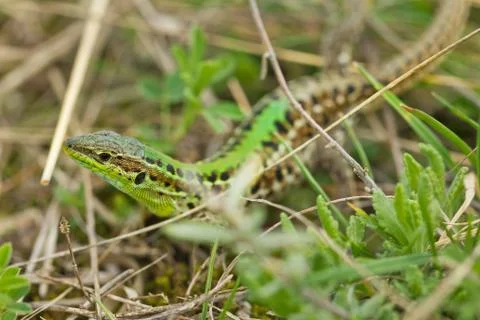 Green lizard Stock Photos