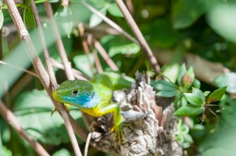 Green lizard Stock Photos
