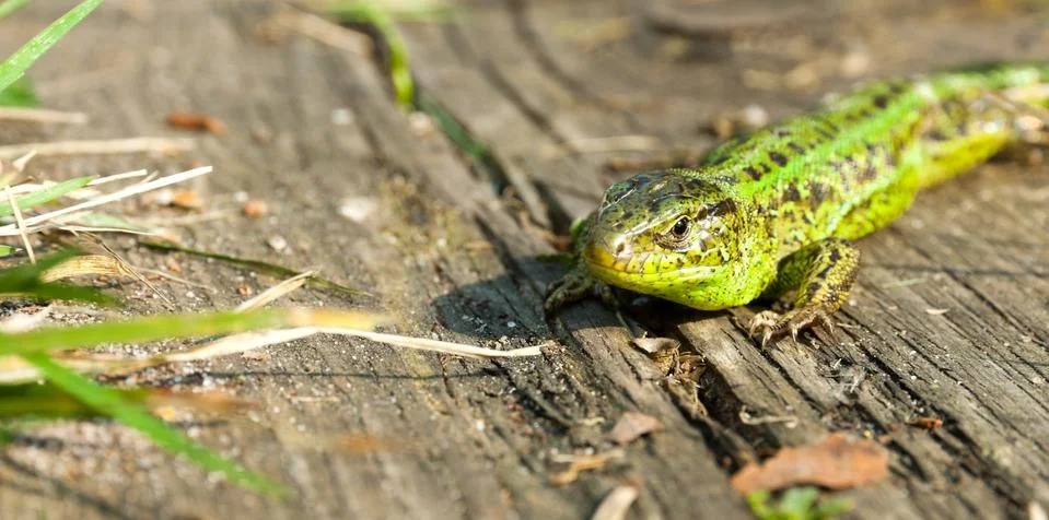Green lizard Stock Photos