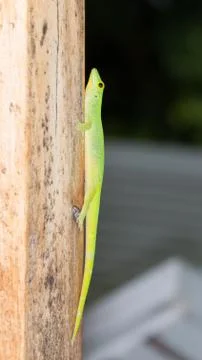 Green lizard Stock Photos