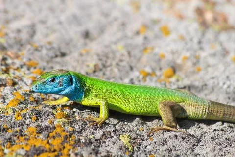 Green lizard Stock Photos