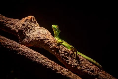 Green lizard Stock Photos
