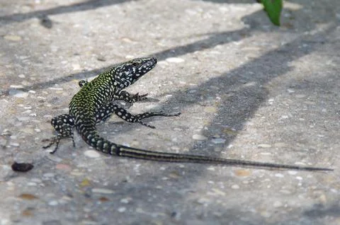 Green lizard Stock Photos