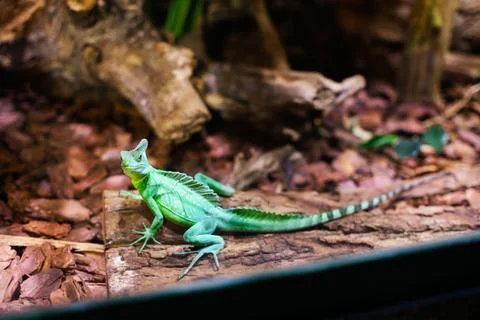 Green lizard Stock Photos