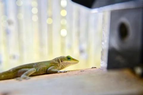 Green lizard Stock Photos